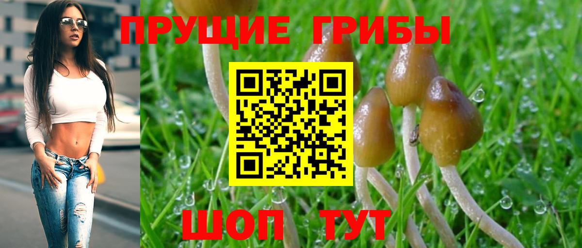 Новочебоксарск  где продают   Галлюциногенные грибы Psilocybine cubensis  Вход с VPN  Псилоцибиновые грибы прущие грибы 